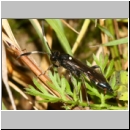 Coelichneumon cyaniventris - Schlupfwespe w01a 12mm OS-Hasbergen Lehmwiese-fdet02.jpg